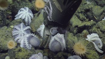 Media type: image;   Invertebrate Zoology 153105 Description: live specimen;